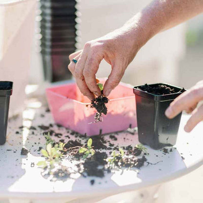 Seed Starter Pots 2.5 inches Black - extra strength