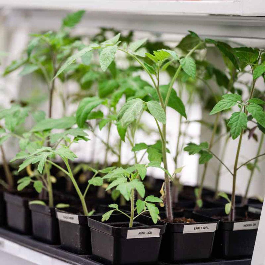 Bootstrap Farmer Deluxe Seed Starting Kit - Black