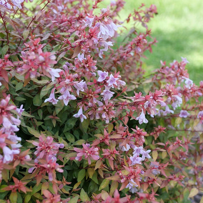 Abelia Poco Loco™