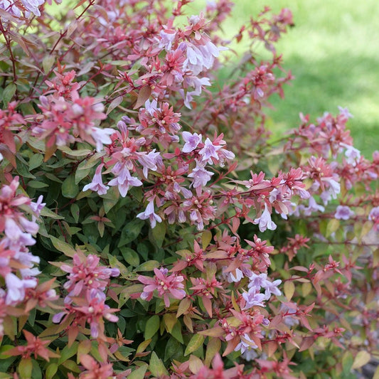 Abelia Poco Loco™