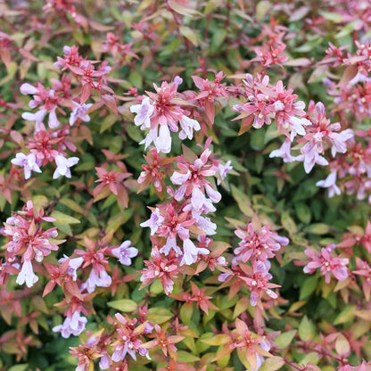 Abelia Poco Loco™