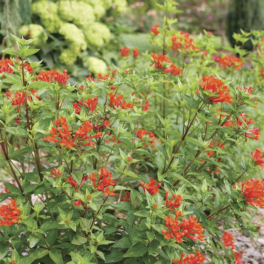 Bouvardia Estrellita™ Scarlet Firecracker Bush