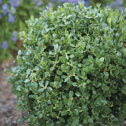 Buxus Neatball™ Boxwood