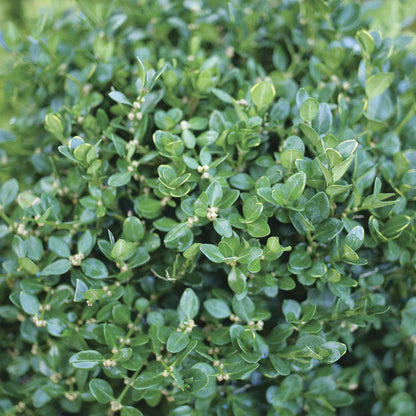 Buxus Neatball™ Boxwood