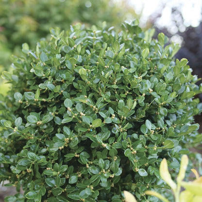 Buxus Neatball™ Boxwood