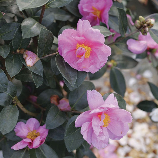 Camellia Just Chill™ Double Mauve