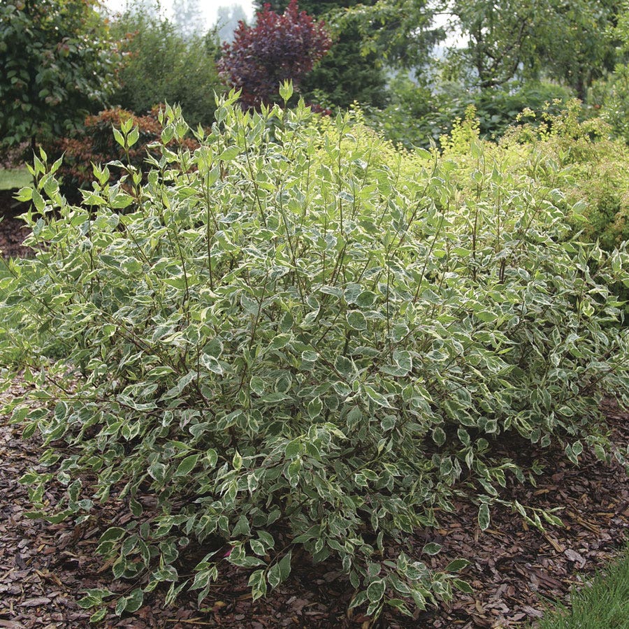 Cornus Sgt. Pepper™ Dogwood