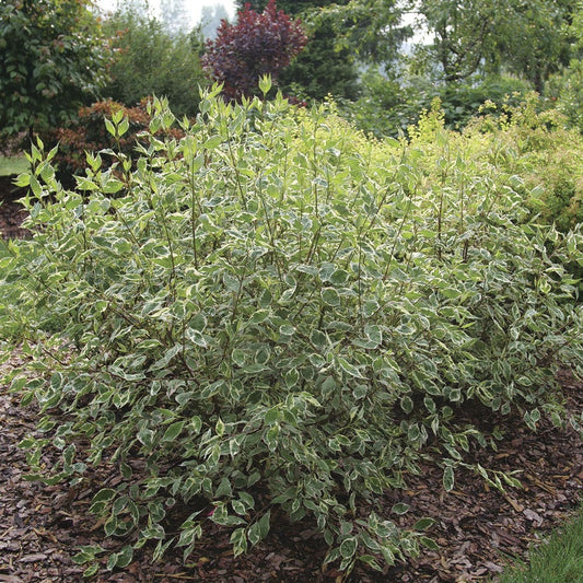 Cornus Sgt. Pepper™ Dogwood