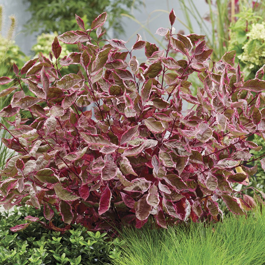 Cornus Sgt. Pepper™ Dogwood