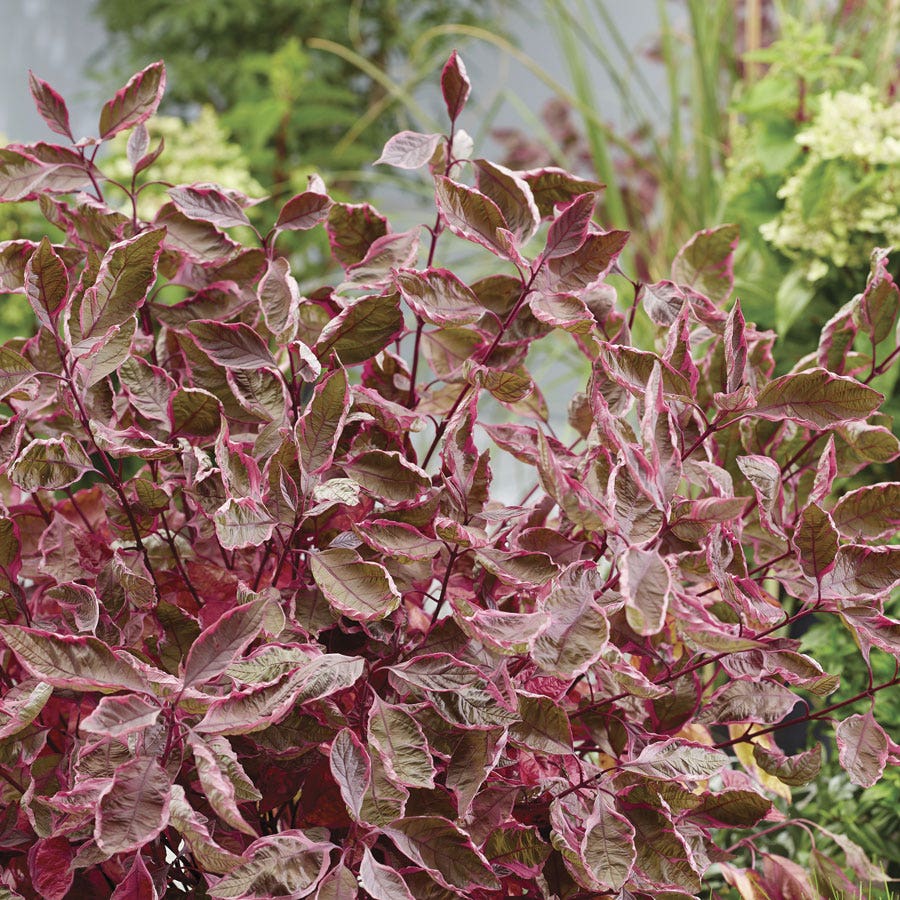Cornus Sgt. Pepper™ Dogwood