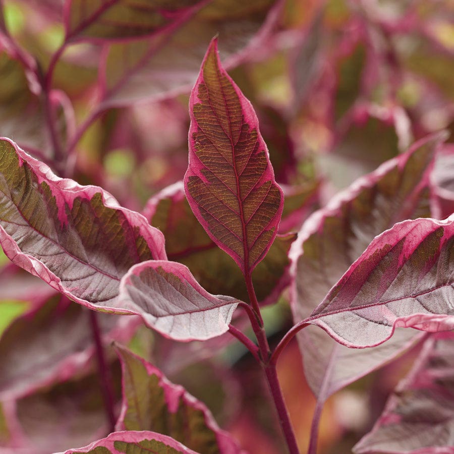 Cornus Sgt. Pepper™ Dogwood