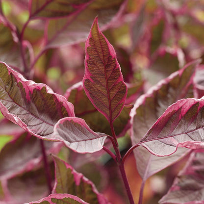 Cornus Sgt. Pepper™ Dogwood