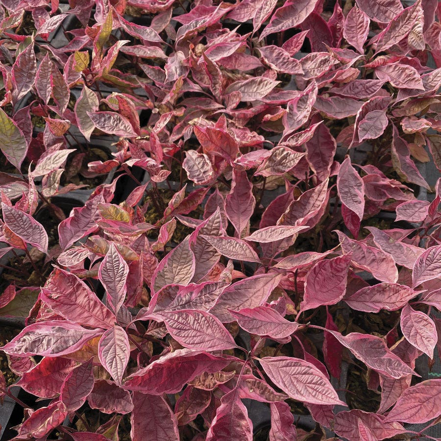 Cornus Sgt. Pepper™ Dogwood