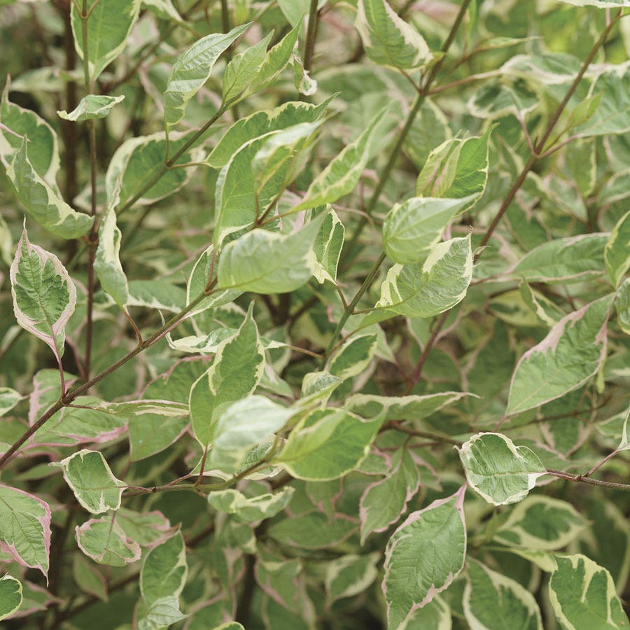 Cornus Sgt. Pepper™ Dogwood