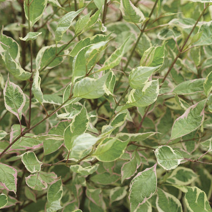 Cornus Sgt. Pepper™ Dogwood