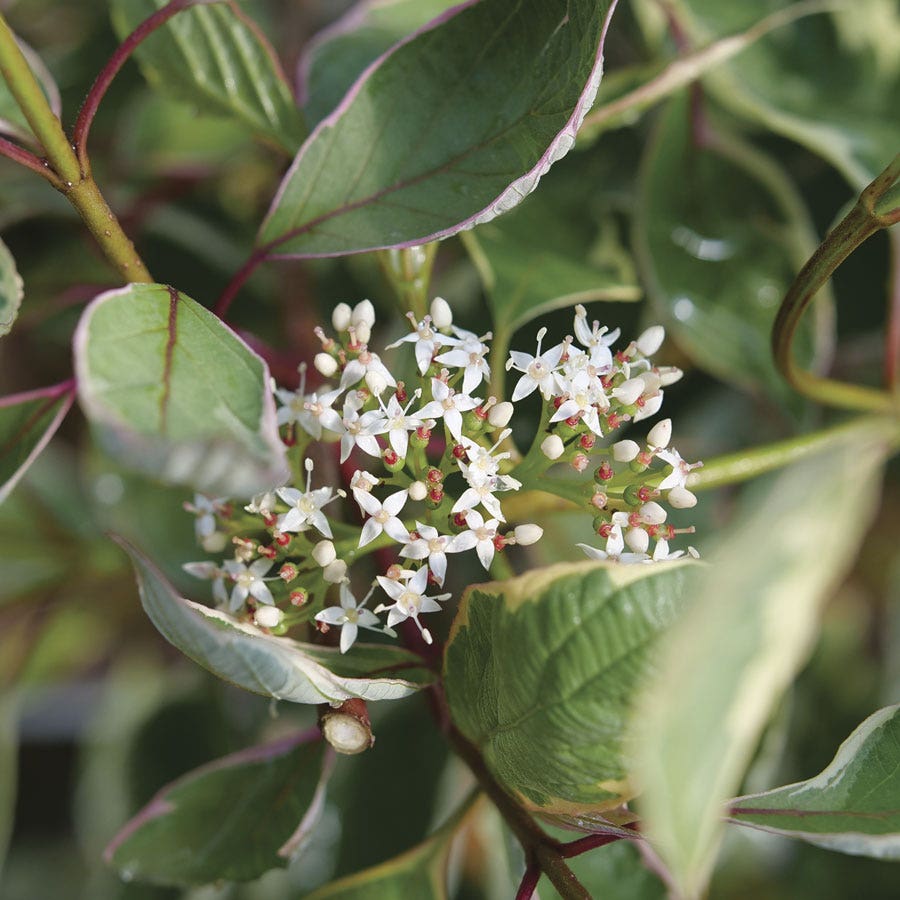 Cornus Sgt. Pepper™ Dogwood