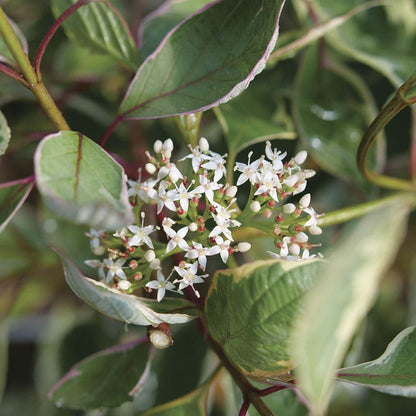 Cornus Sgt. Pepper™ Dogwood