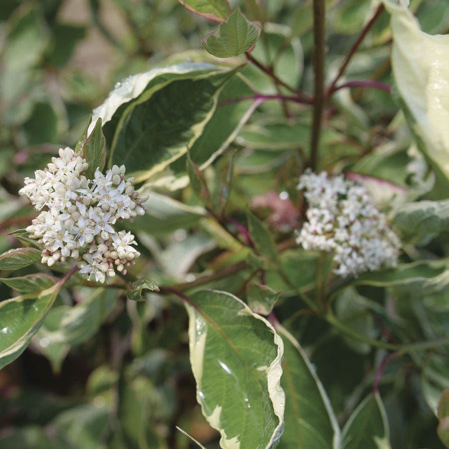 Cornus Sgt. Pepper™ Dogwood