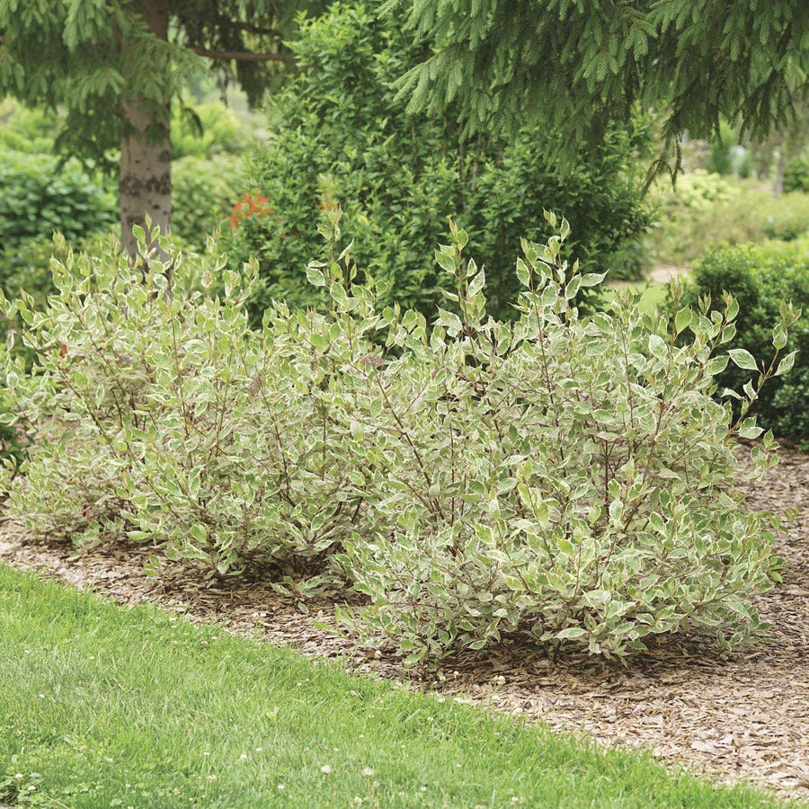 Cornus Sgt. Pepper™ Dogwood