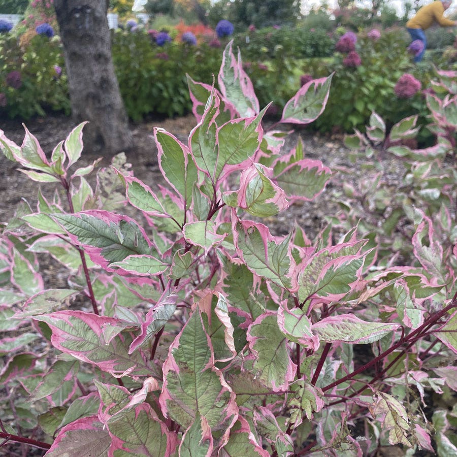 Cornus Sgt. Pepper™ Dogwood