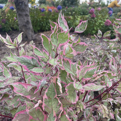 Cornus Sgt. Pepper™ Dogwood