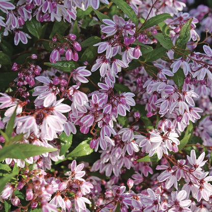 Deutzia Yuki Kabuki™