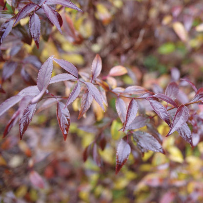 Deutzia Yuki Kabuki™