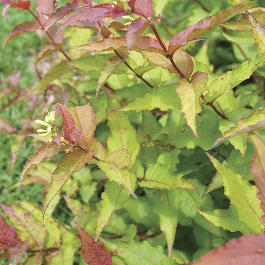 Diervilla Kodiak® Red 2.0 Bush Honeysuckle