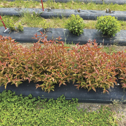 Diervilla Kodiak® Red 2.0 Bush Honeysuckle