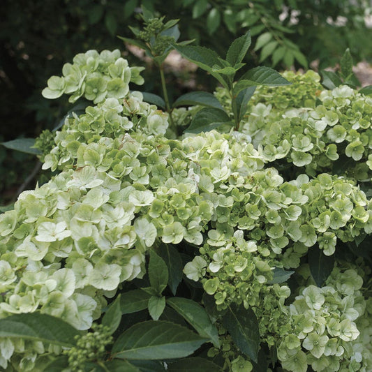 Hydrangea Fairytrail™ Green Cascade Hydrangea