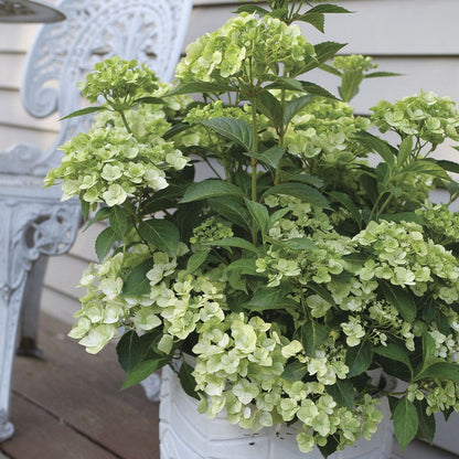 Hydrangea Fairytrail™ Green Cascade Hydrangea