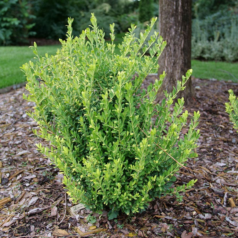 Ilex Glow Pop™ Japanese Holly