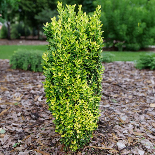 Ilex Glow Stick™ Japanese Holly