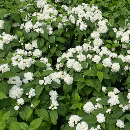 Philadelphus Illuminati Spice™ Mock Orange
