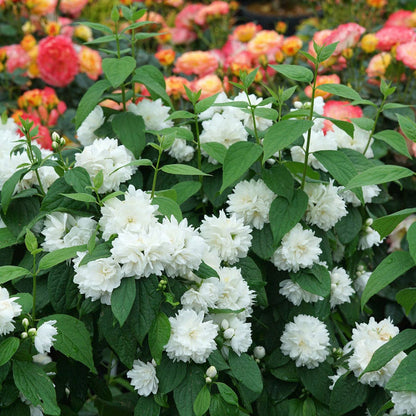Philadelphus Illuminati Spice™ Mock Orange