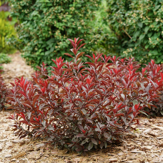Prunus Stay Classy™ Sand Cherry