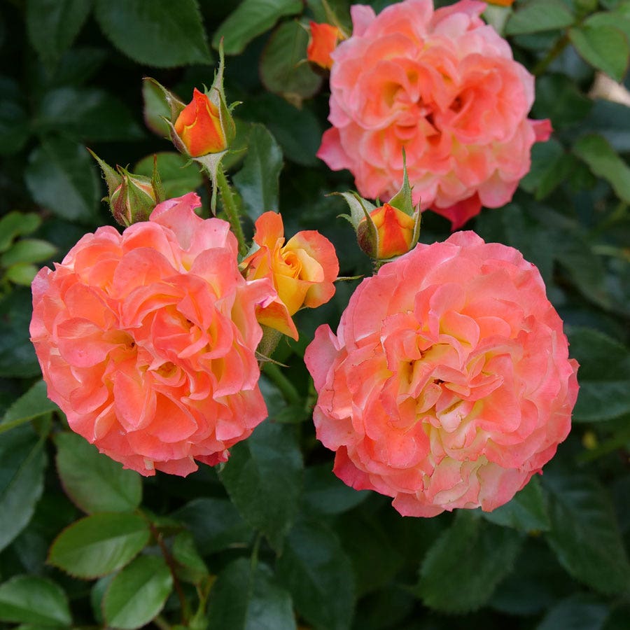 Rosa Oso Easy En Fuego™ Rose