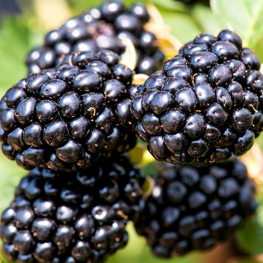 Rubus Taste of Heaven™ Thornless Blackberry