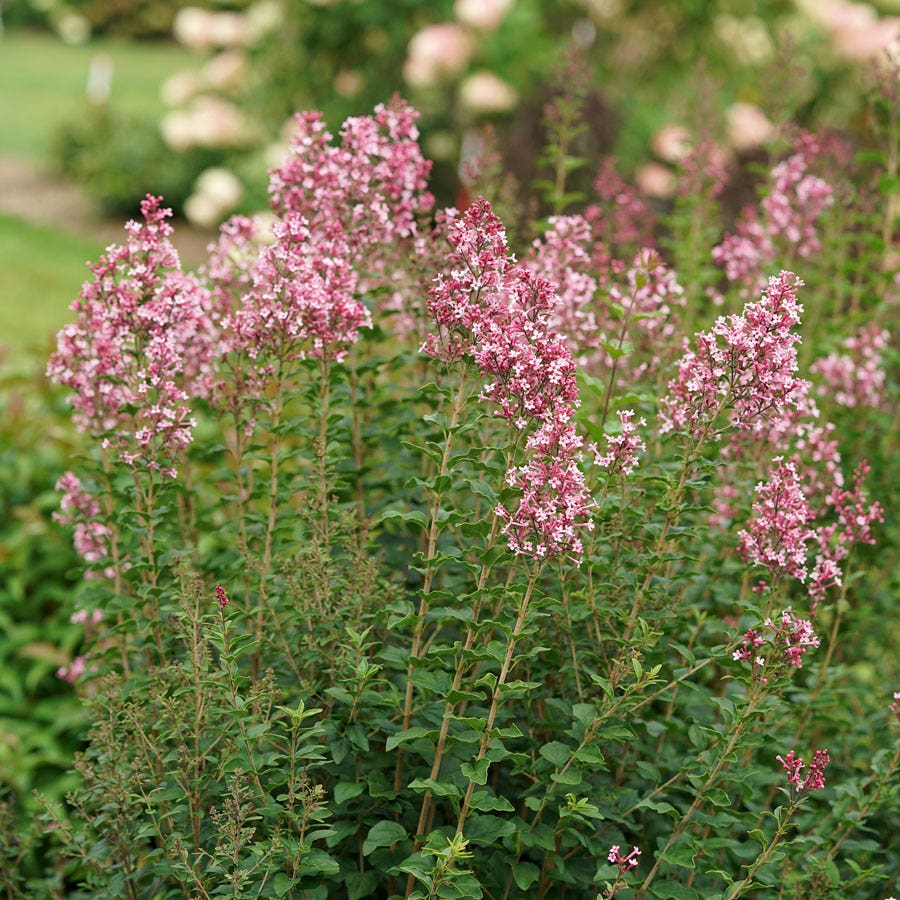 Syringa Bloomerang® Ballet™ Lilac