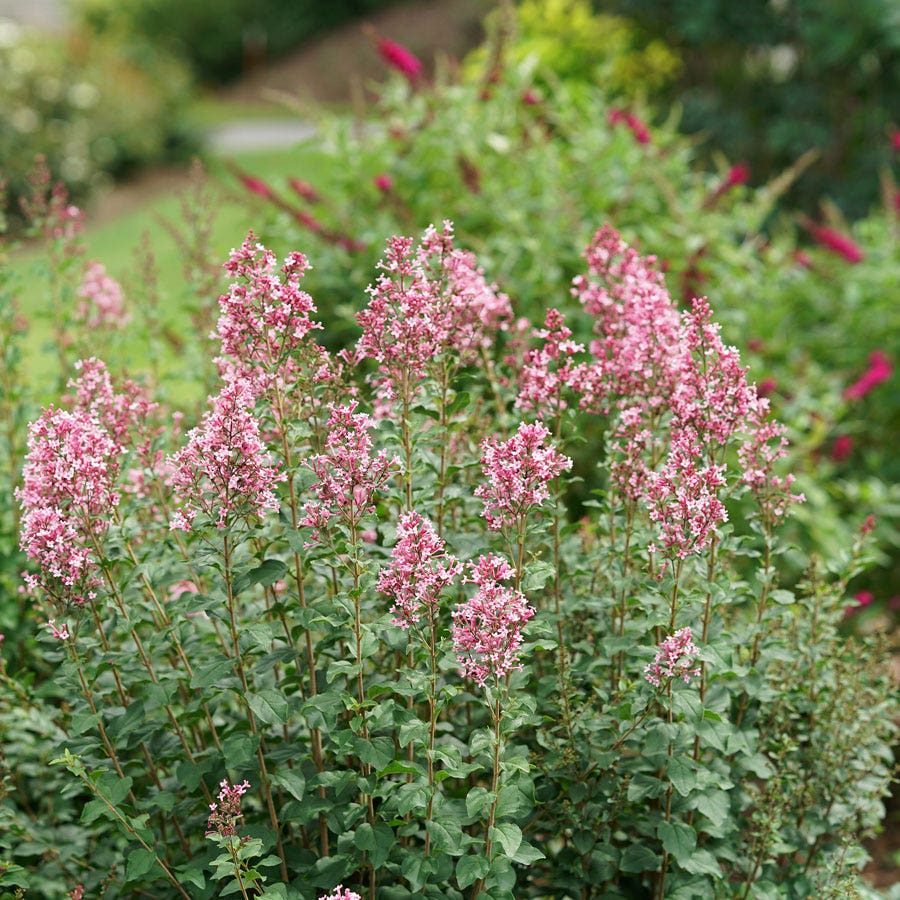 Syringa Bloomerang® Ballet™ Lilac