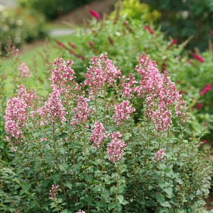 Syringa Bloomerang® Ballet™ Lilac