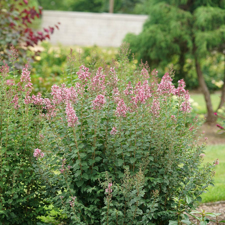 Syringa Bloomerang® Ballet™ Lilac
