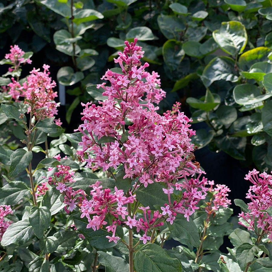 Syringa Bloomerang® Ballet™ Lilac