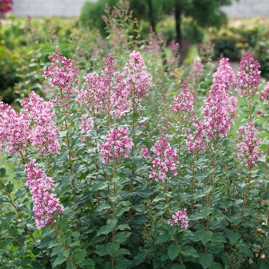 Syringa Bloomerang® Ballet™ Lilac