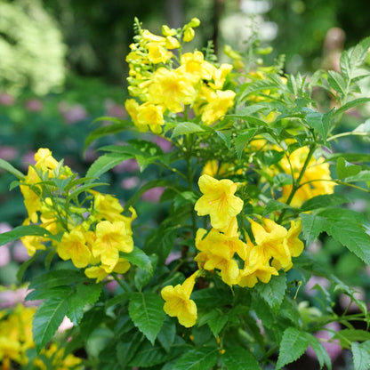 Tecoma Chicklet® Gold Trumpet Bush