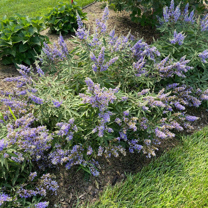 Vitex Rock Steady™ Chastetree