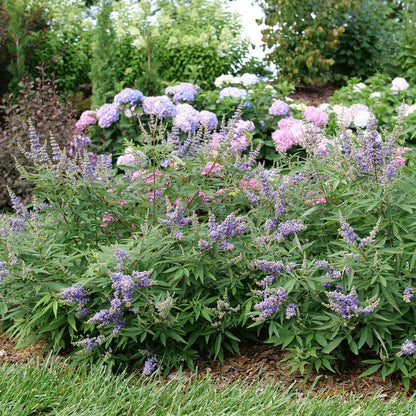 Vitex Rock Steady™ Chastetree