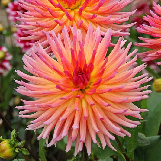 Dahlia Karma Sangria® Cactus Dahlia Bulb