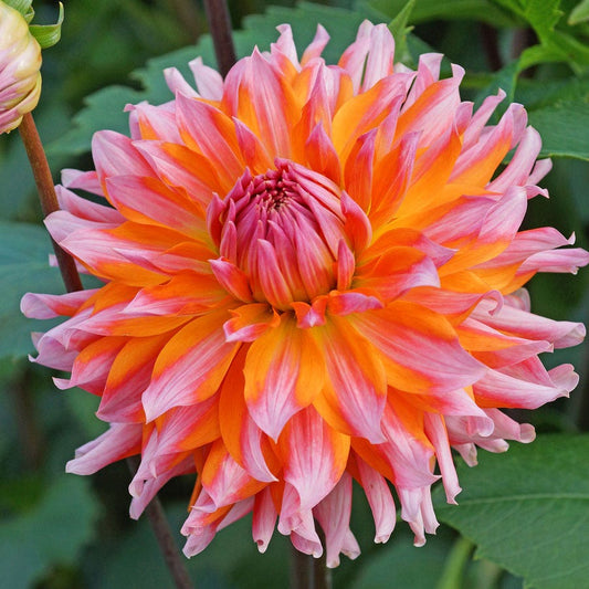 Dahlia Orange Turmoil Cactus Dahlia Bulb