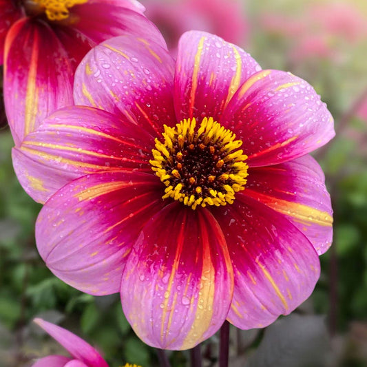 Dahlia Neon Flair Dark Leaf Single Bulb